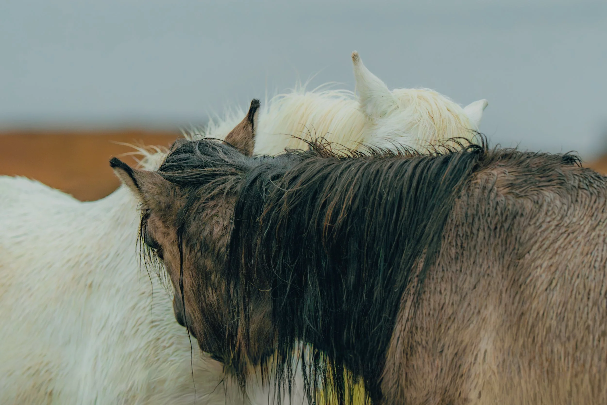 Two horses hugging in Scotland