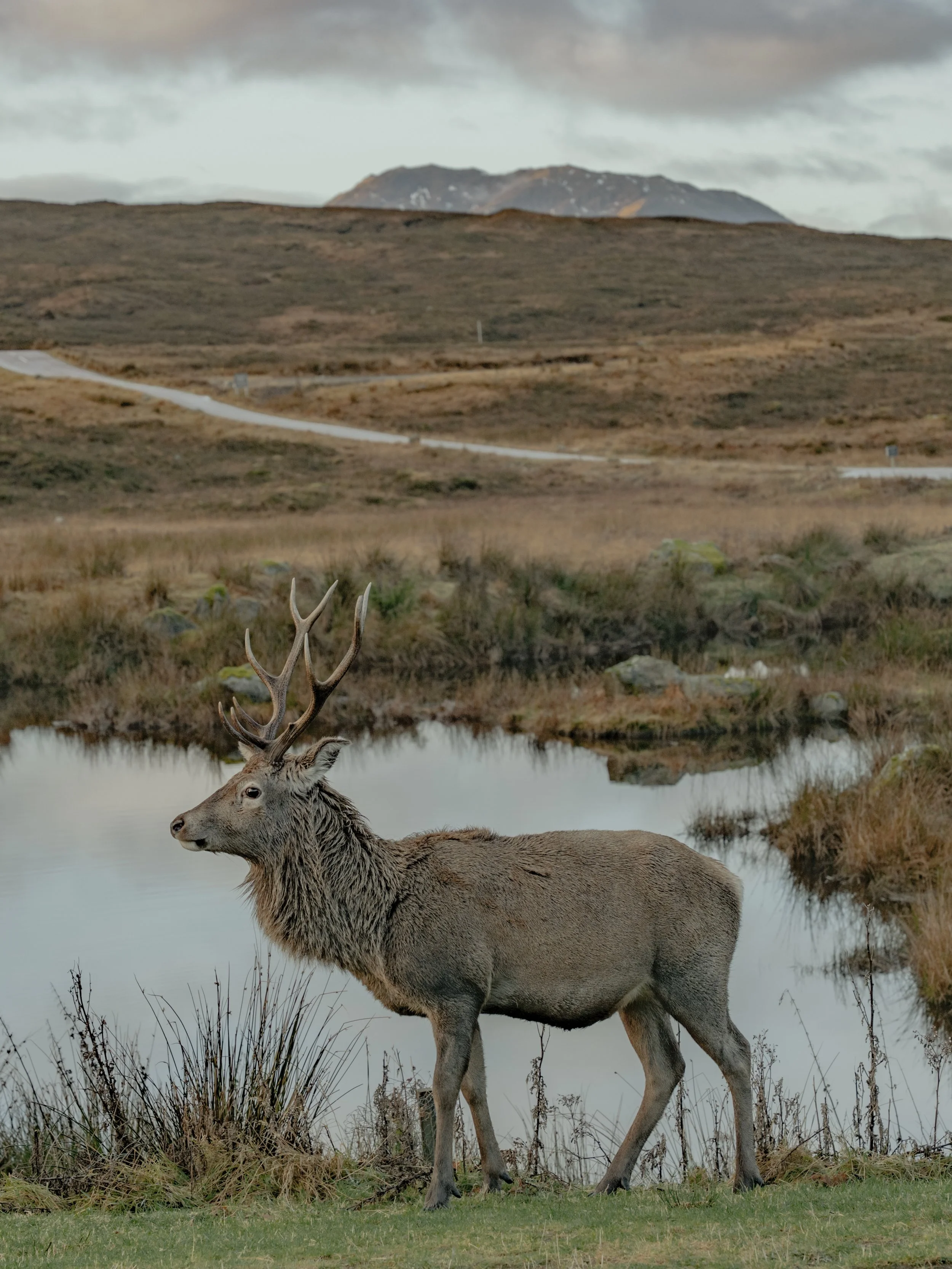 A deer standing near a body of water in a grassy, hilly landscape with mountains in the background and cloudy sky.