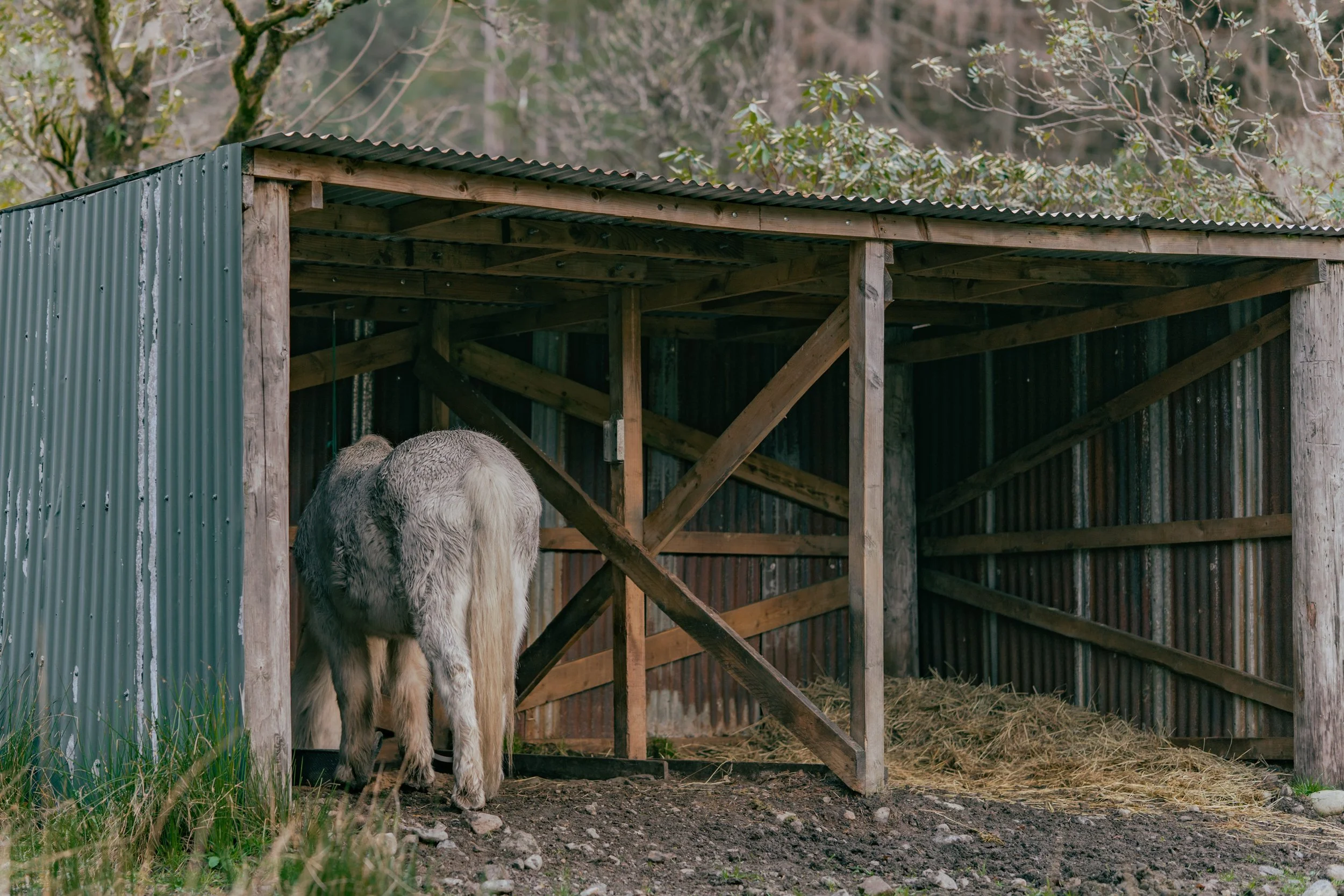 The rear of a cow standing inside a wooden shelter with corrugated metal walls, with trees in the background and straw on the ground.