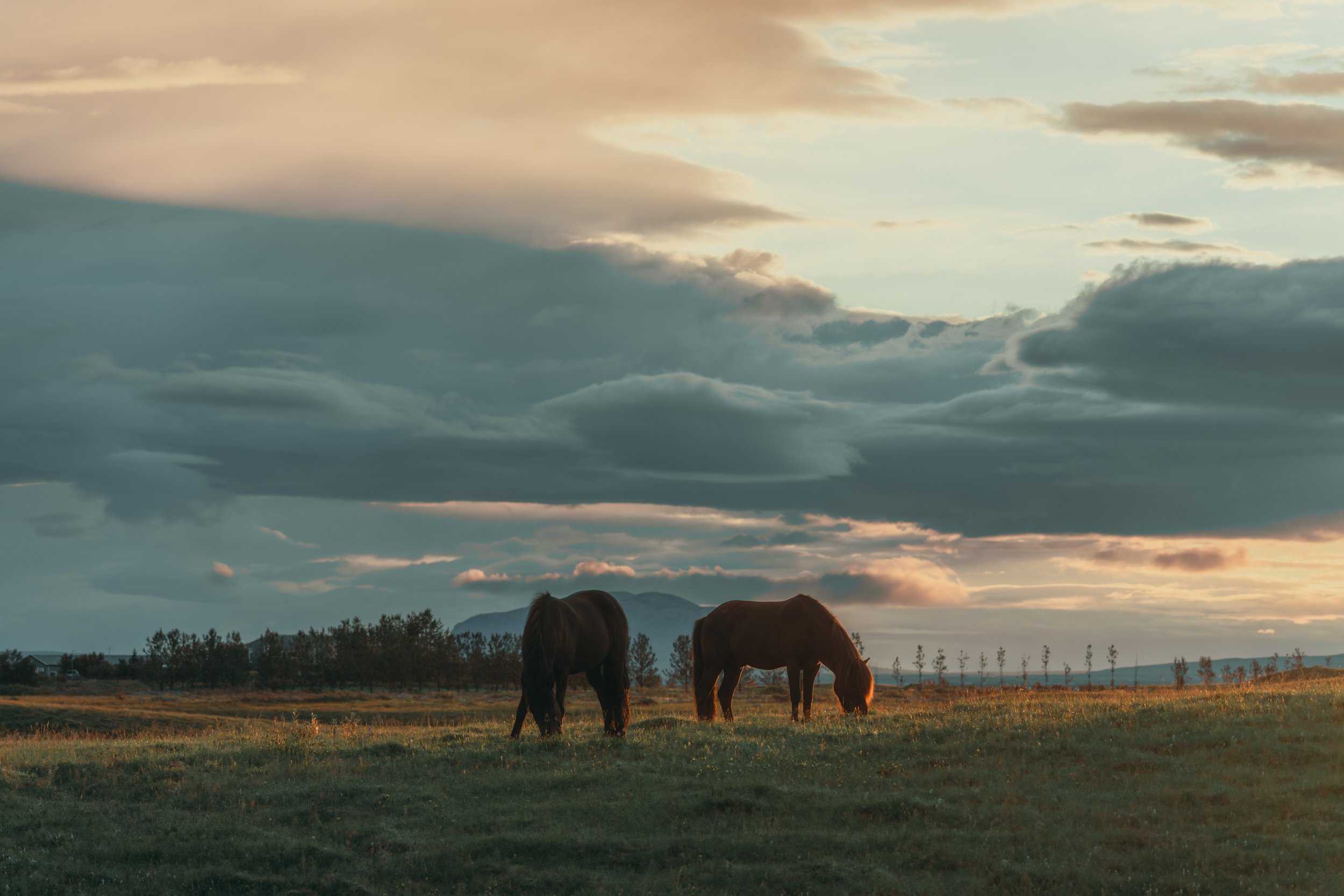 Two horses at sunrise on the prairie 