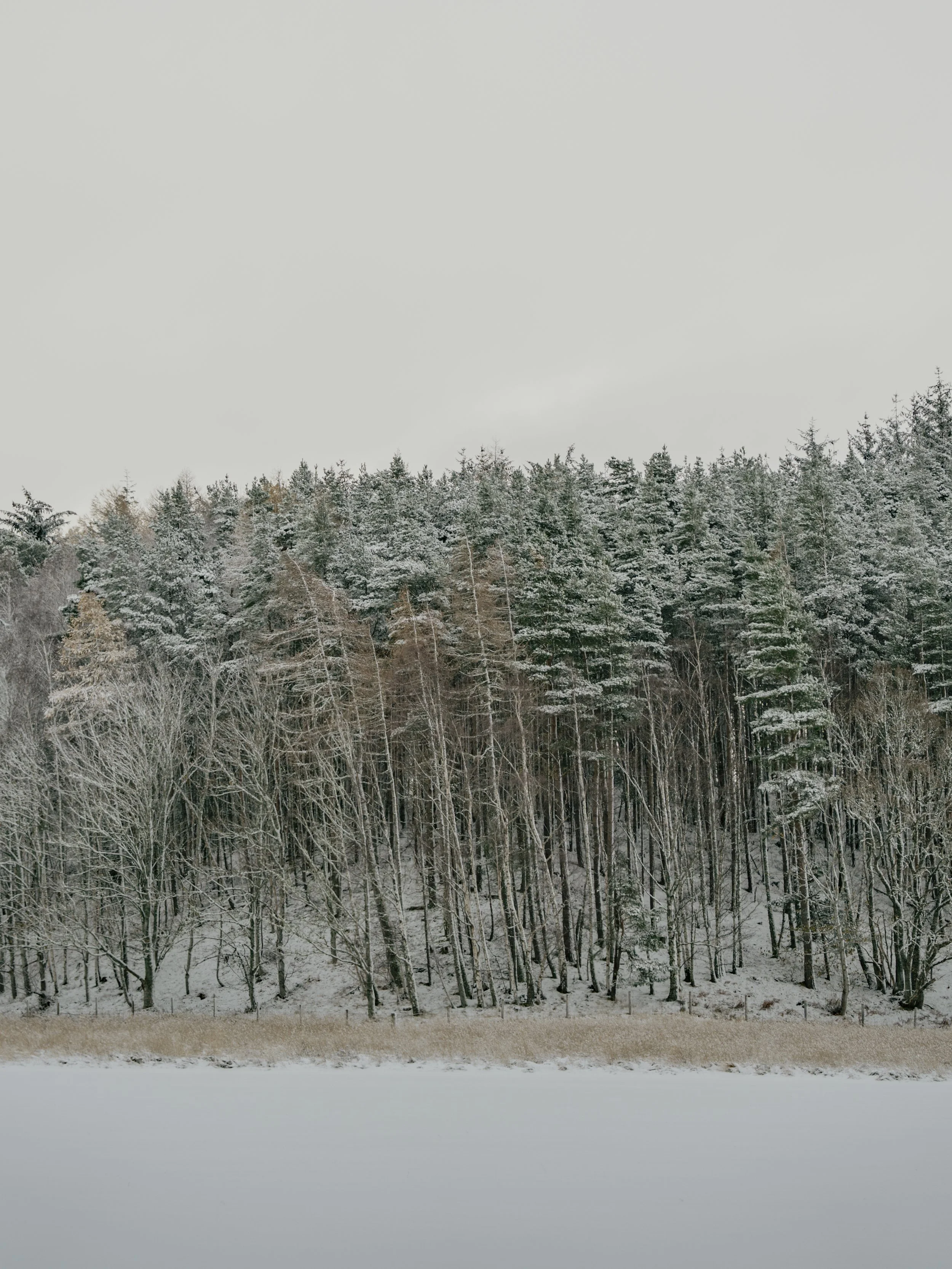 Snow-covered forest with a mix of evergreen and deciduous trees under a gray overcast sky.