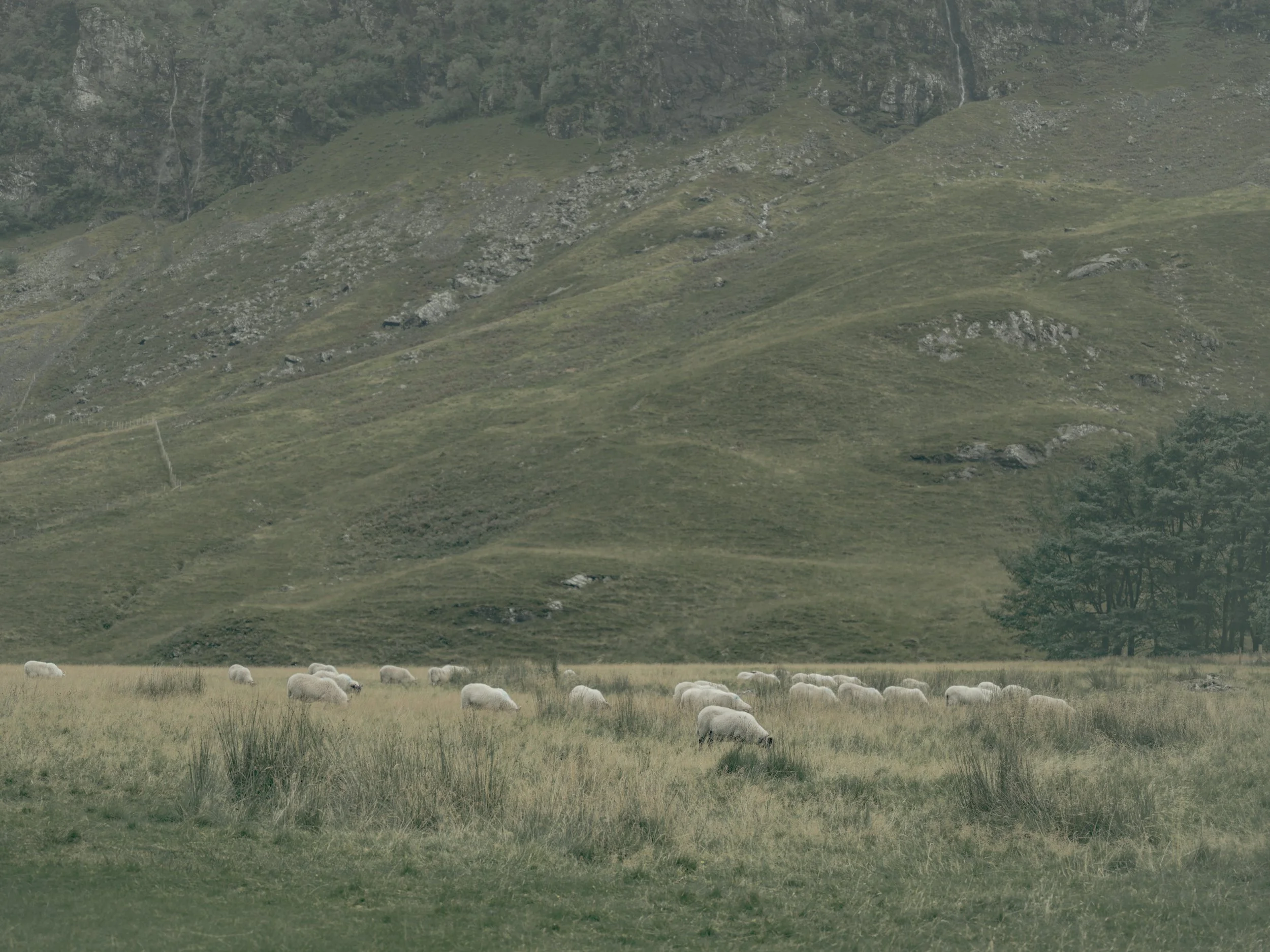 Green hillside with sheep grazing in a field and a mountain in the background.