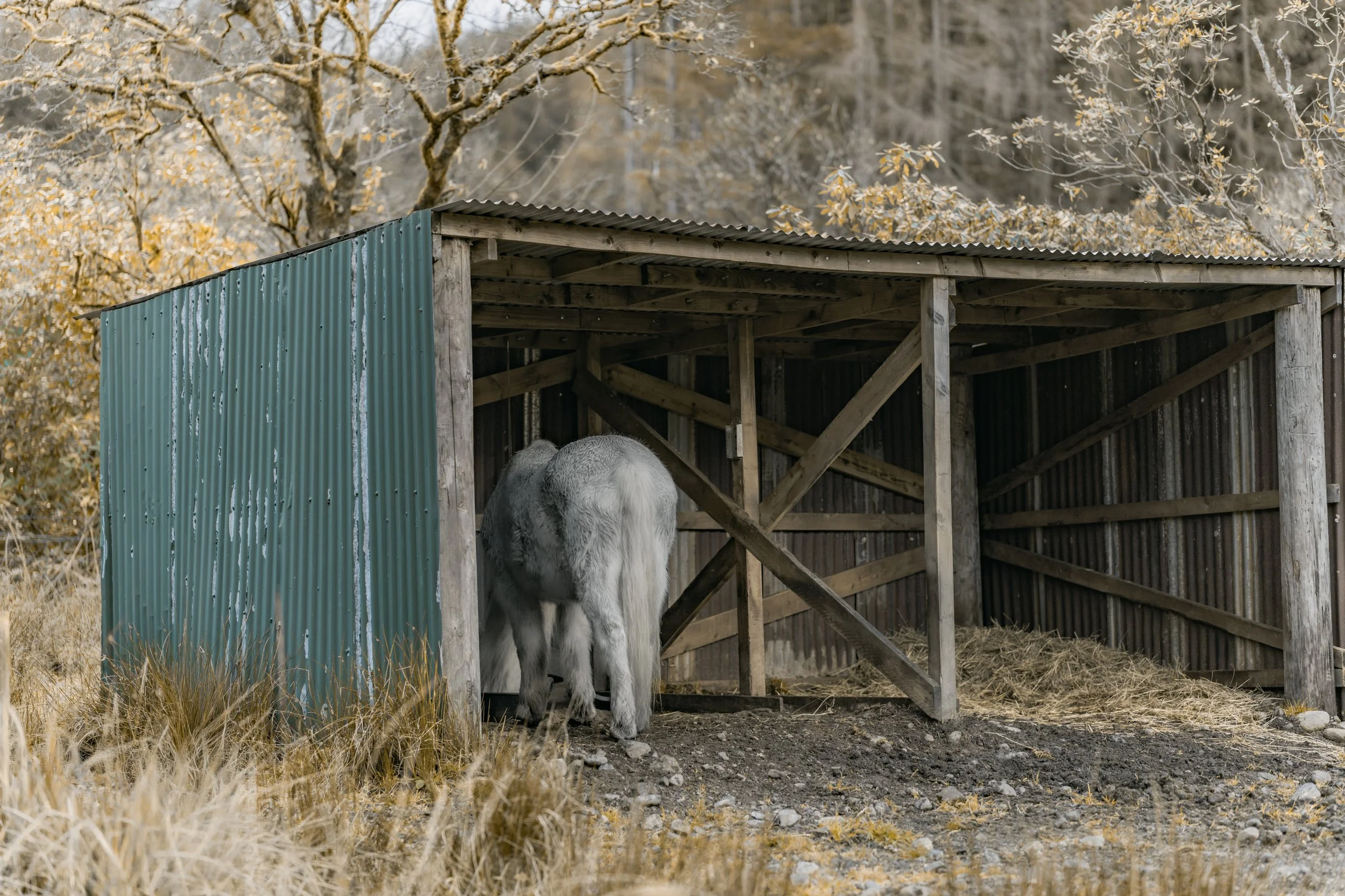Horse in Glen Etive in Glencoe Scotland in stable