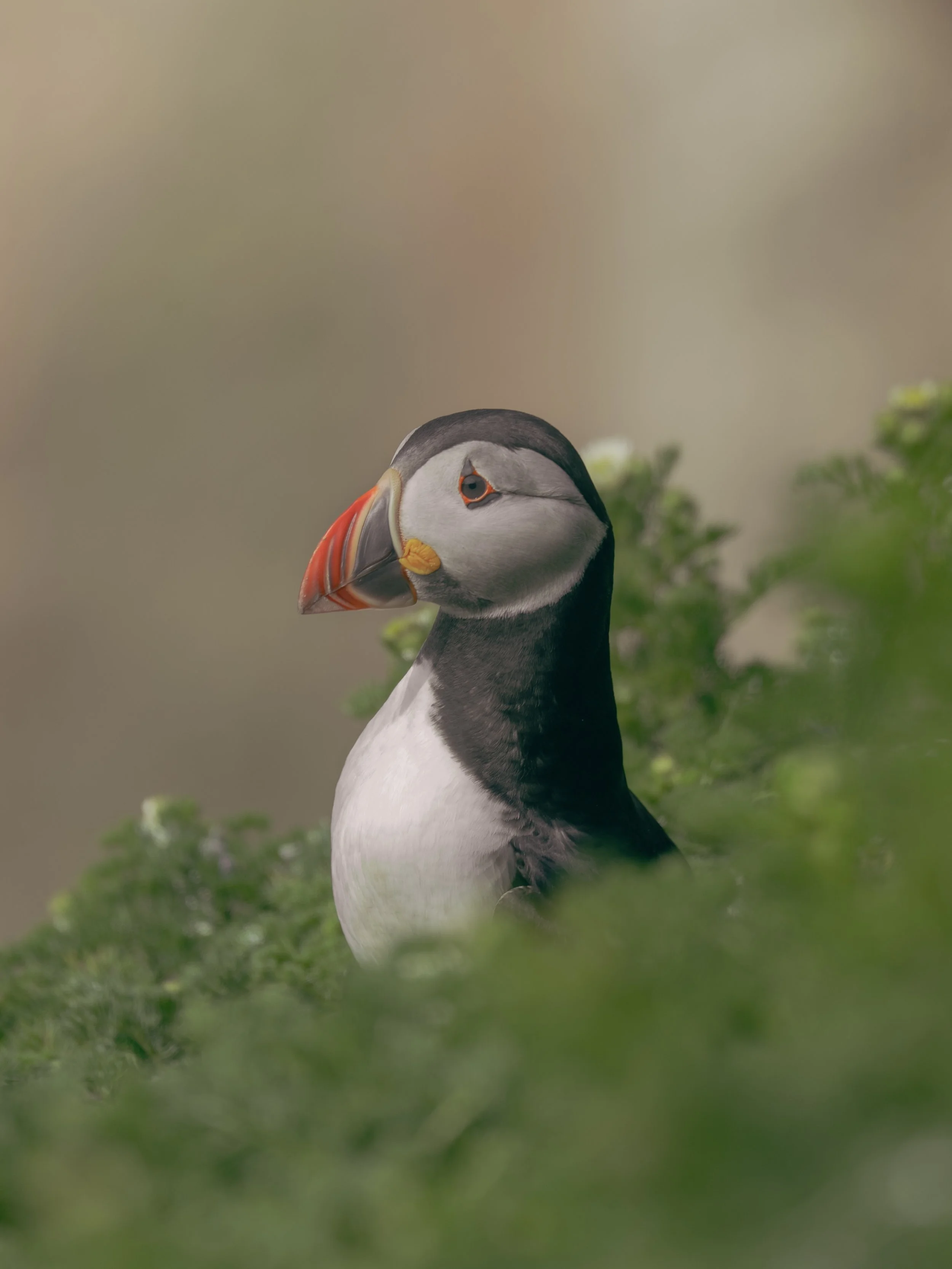 Puffin 
