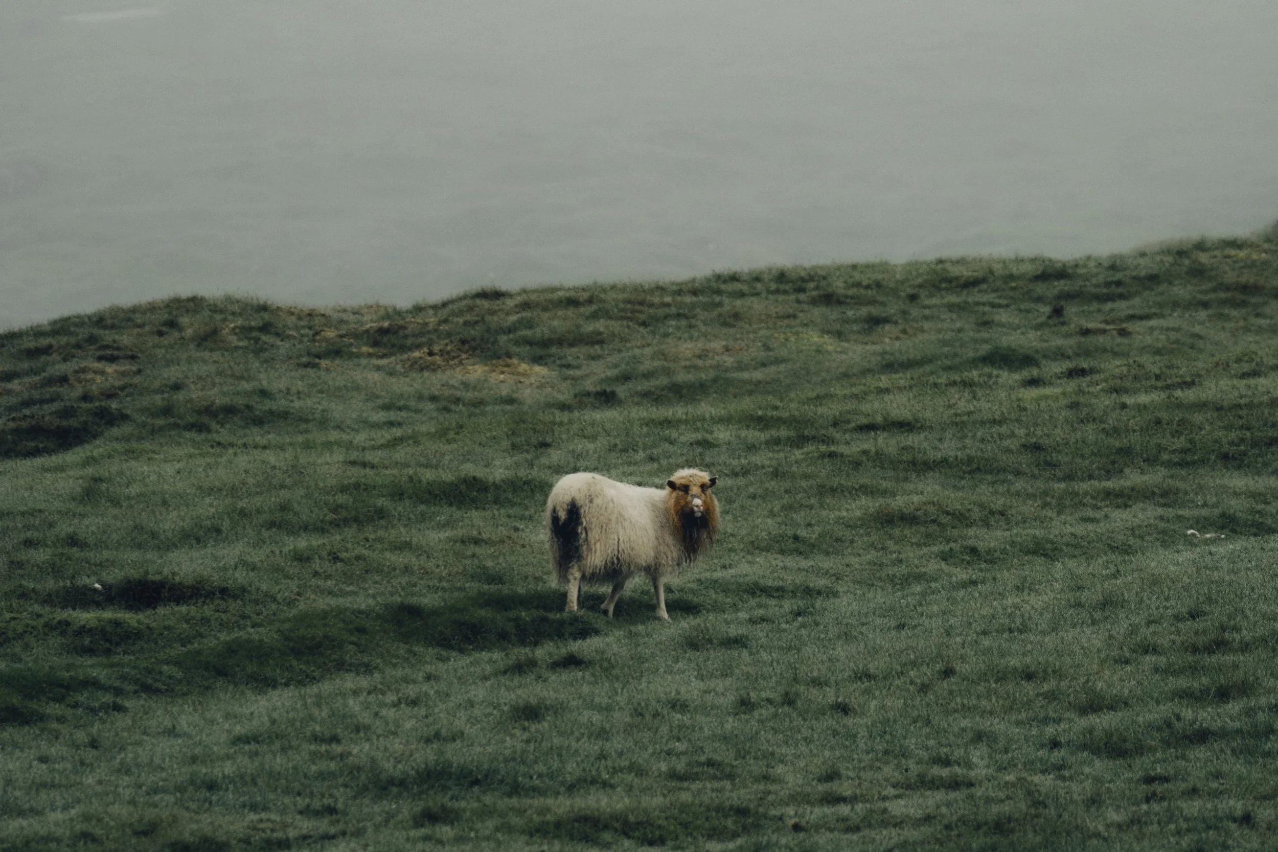 Faroe Island sheep alone in moody field