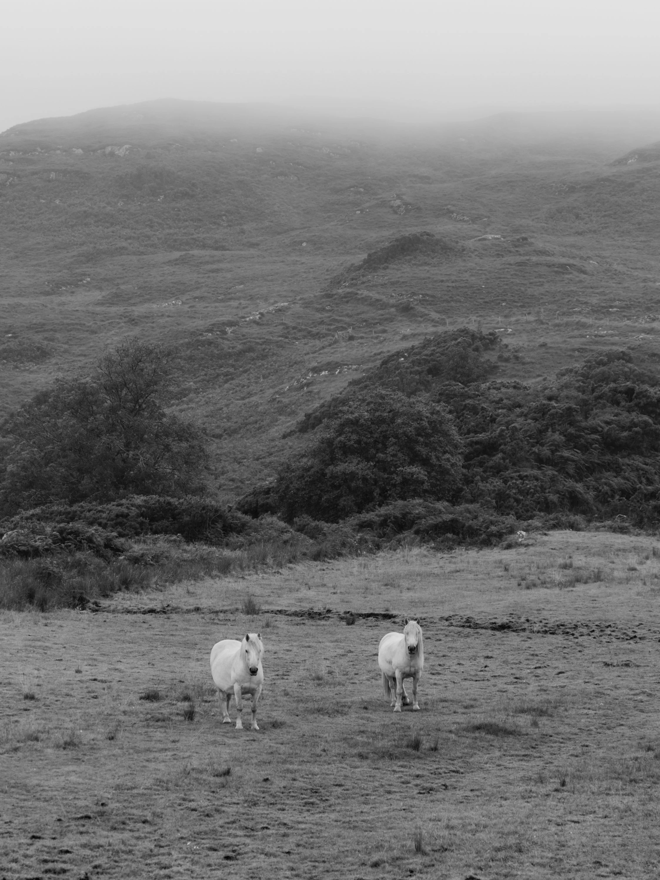 Three white horses standing in an open field with rolling hills and trees in the background, on a clear day.