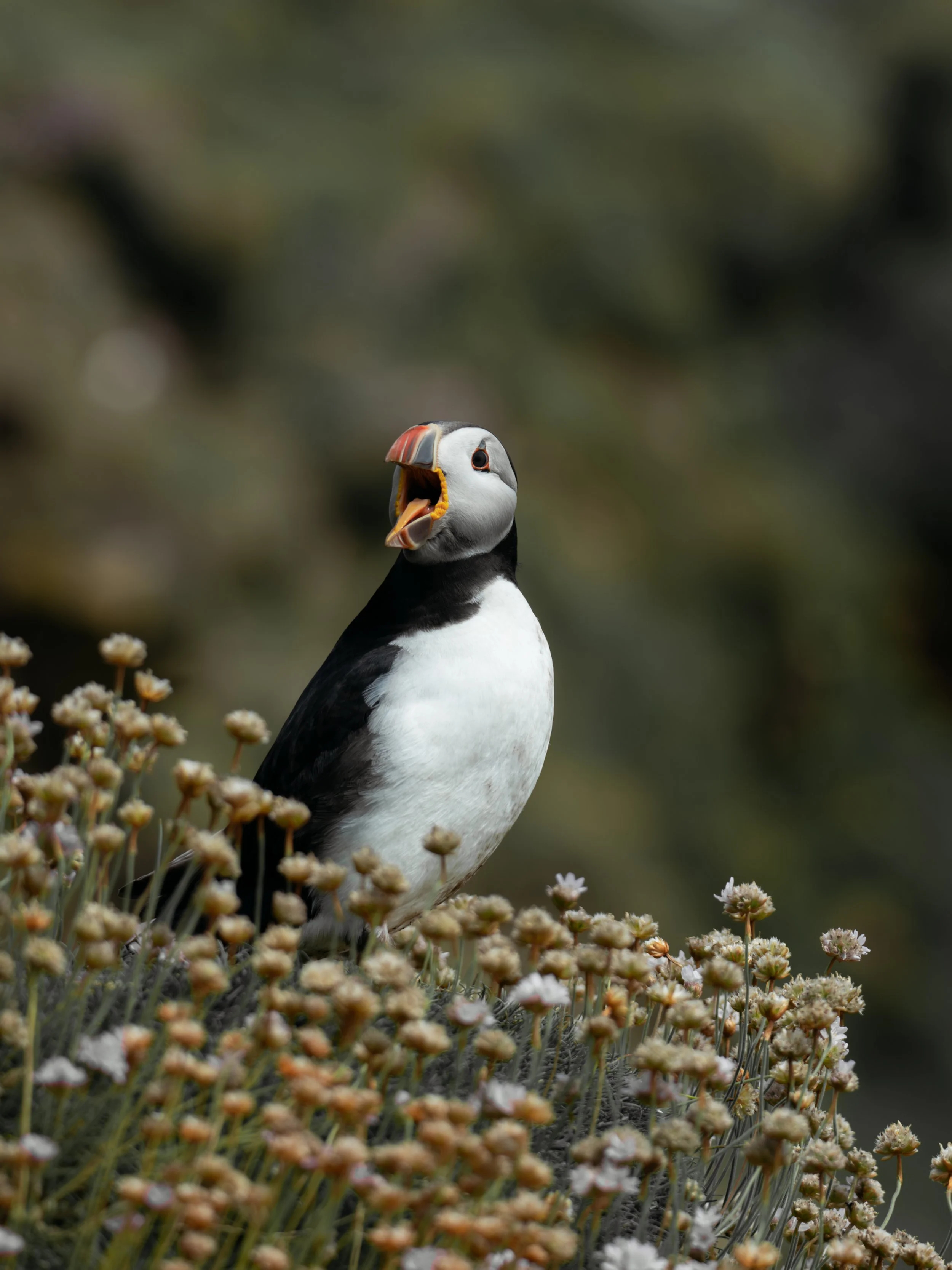 Puffin Saltee Islands Ireland