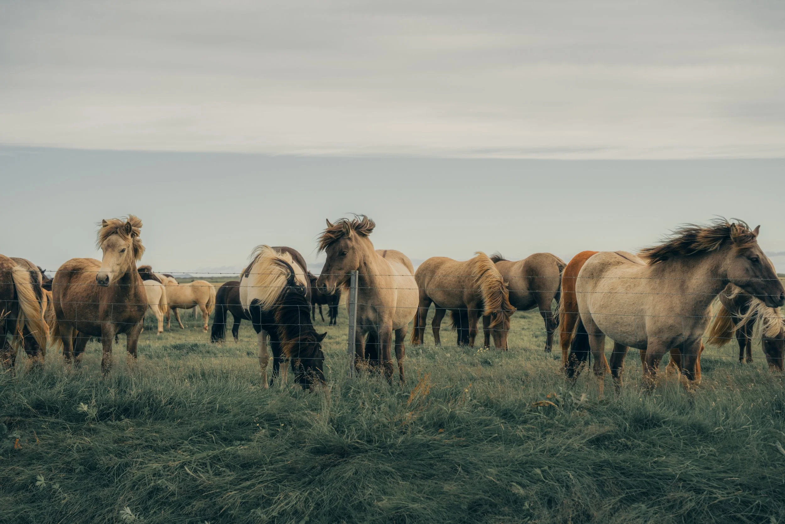 A group of horses standing in a grassy field behind a barbed wire fence under a cloudy sky.