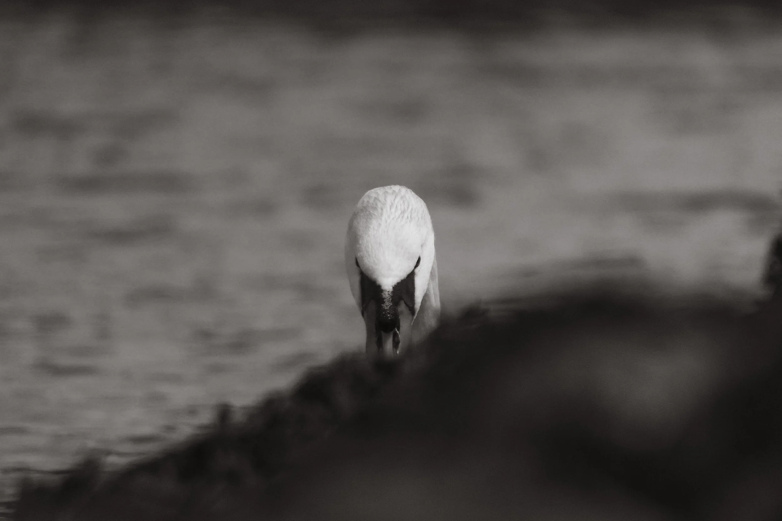 Black and White