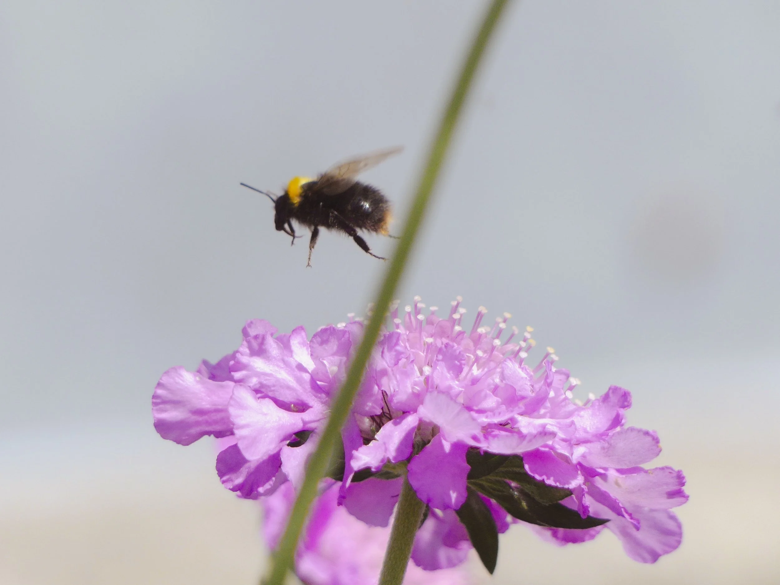 The Pollinators
