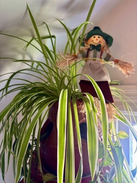 Spider plant next to a sunny window with a happy scarecrow sticking out of the top.