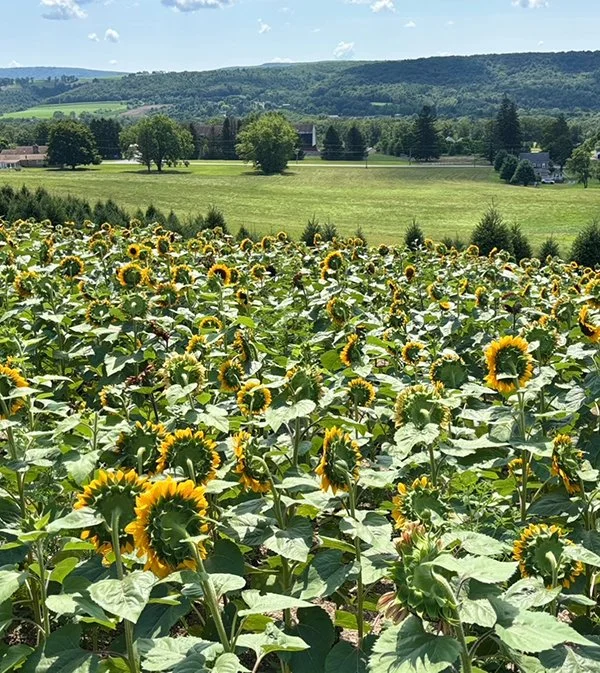 A scenic image of yellow sunflowers in a green field under full sun.