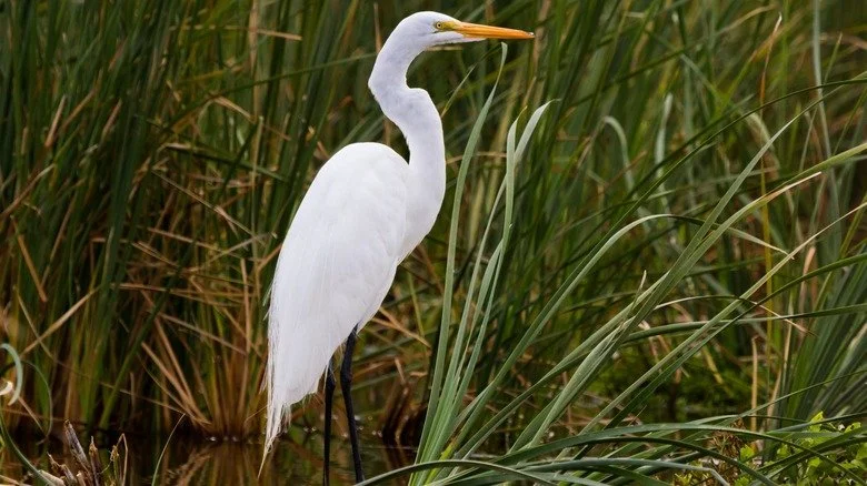 A white heron standing in water among tall green reeds and grass.