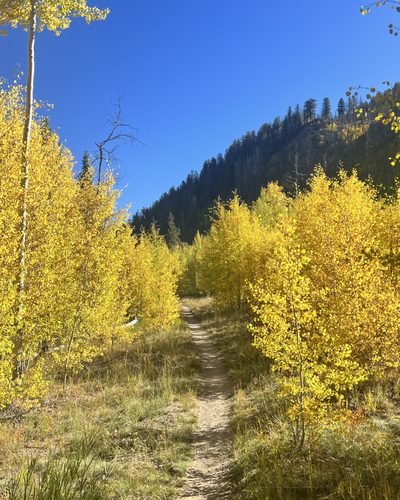 A dirt trail running through a forest with yellow fall foliage on either side, a mountain with pine trees in the background, and a clear blue sky.