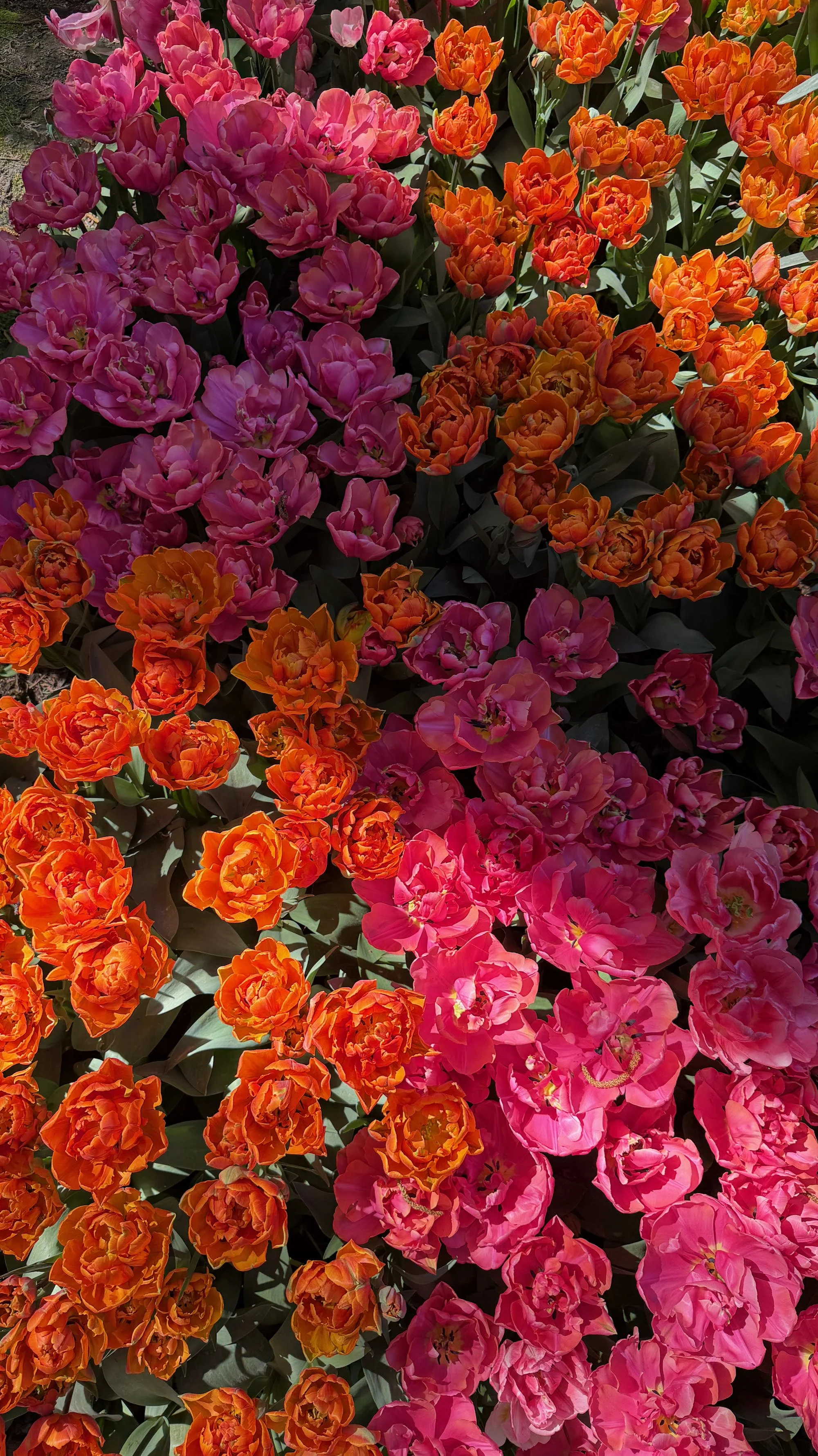 Close-up of pink and orange tulips blooming in a garden during sunlight.