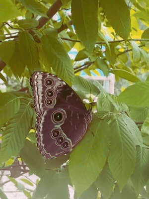 A butterfly with eye-like spots on its wings resting on green leaves.