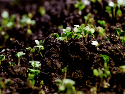 Close-up of young green seedlings sprouting from dark soil.