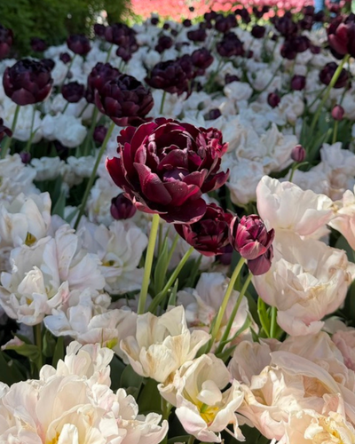 Close-up of dark purple and white tulips flourishing in a garden.