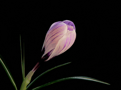 A purple and pink flower with green leaves on a black background.