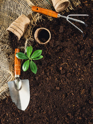 Image of gardening tools, a small shovel, and a cultivator on dark soil with a young green plant, burlap fabric, and a spool of twine.
