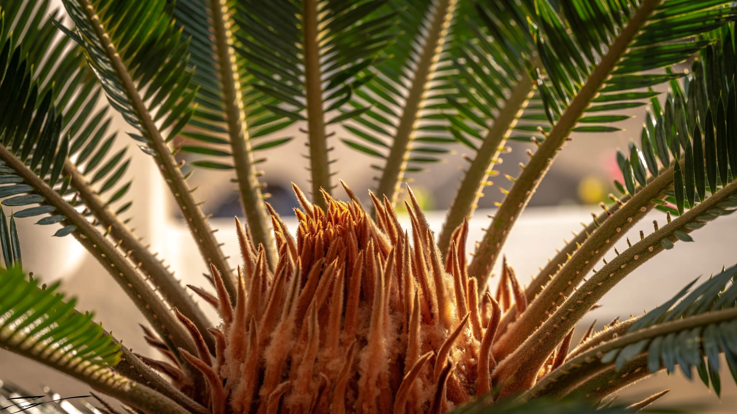 DSCF0318 2.jpg