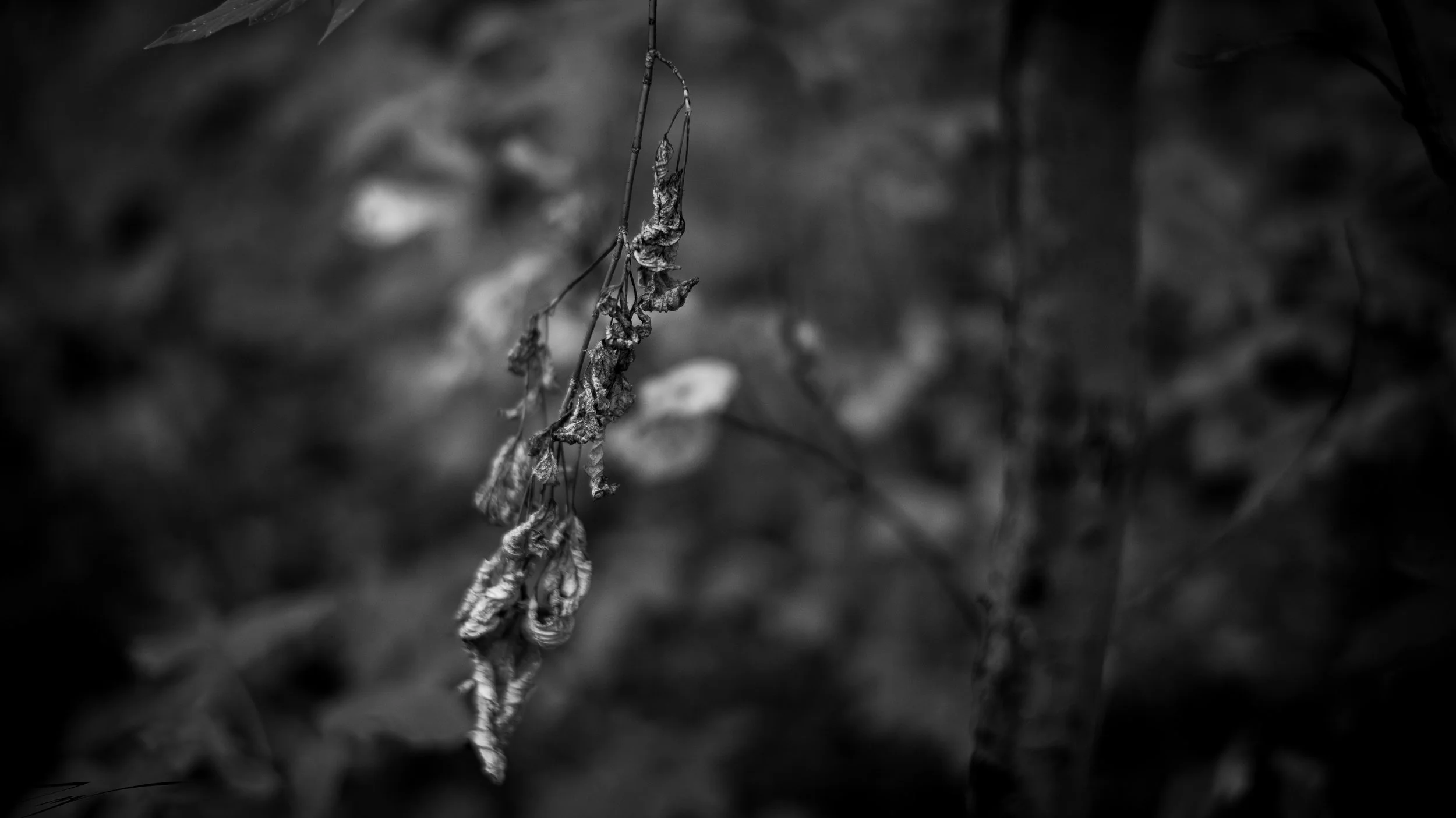 DSCF0430.jpg