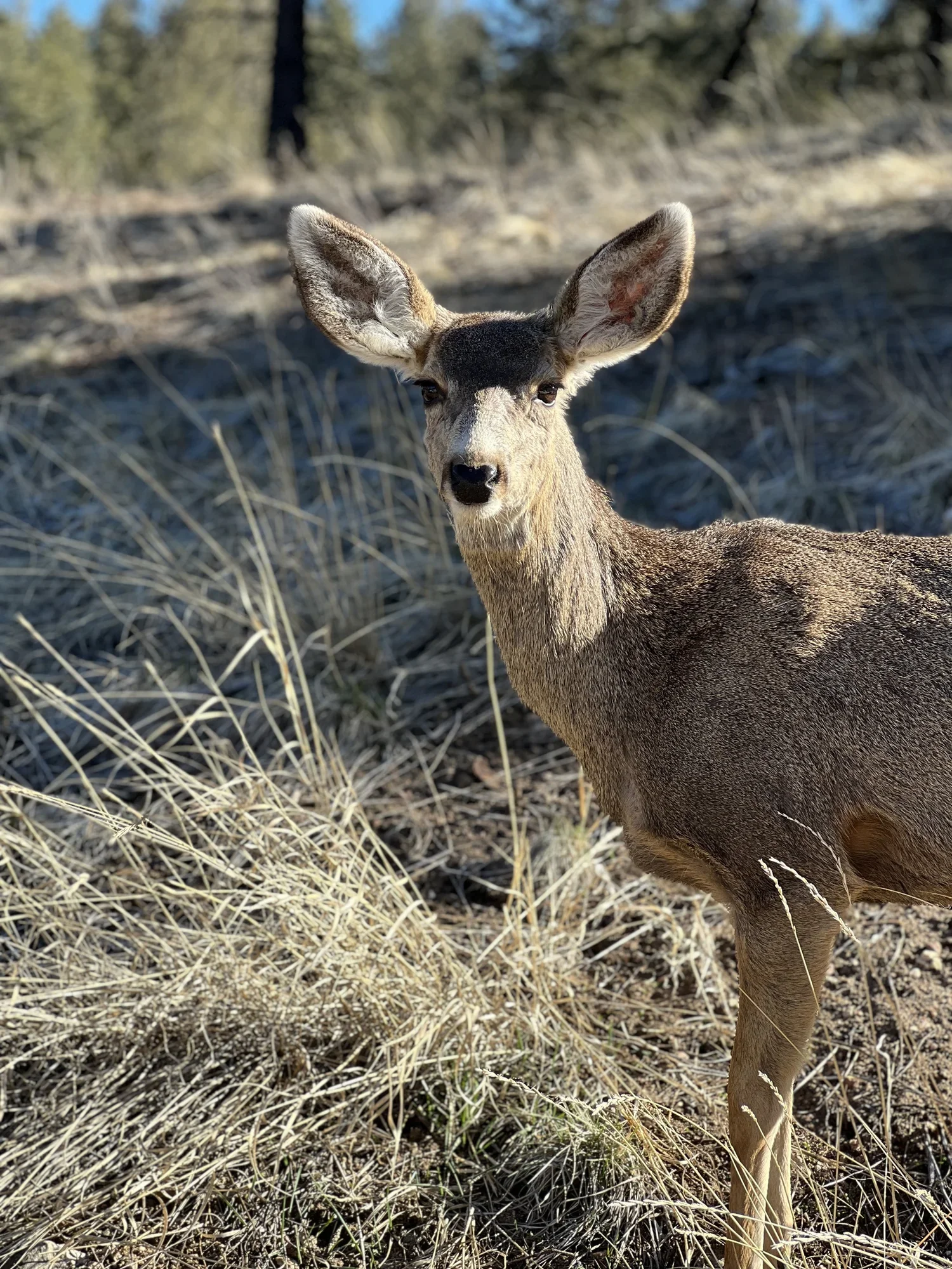 A young deer with large ears standing among dry grass and trees in the background.
