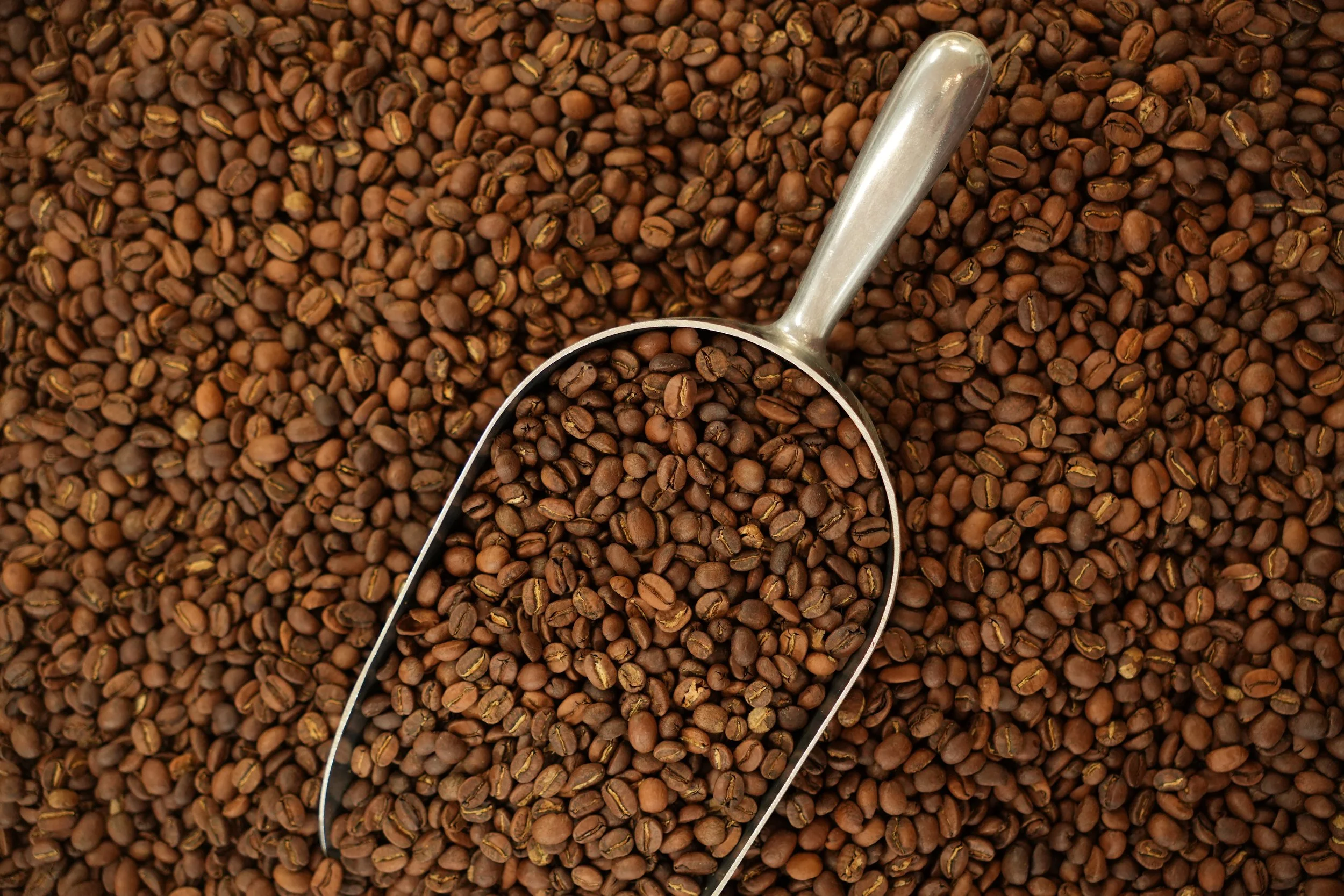 Close-up of a metal scoop filled with roasted coffee beans resting on a large pile of coffee beans.