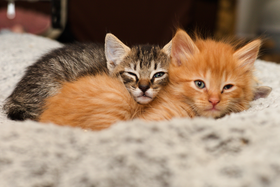 A brown tabby kitten named Peanut, and an orange tabby kitten named Rusty, sleeping in a cat bed.
