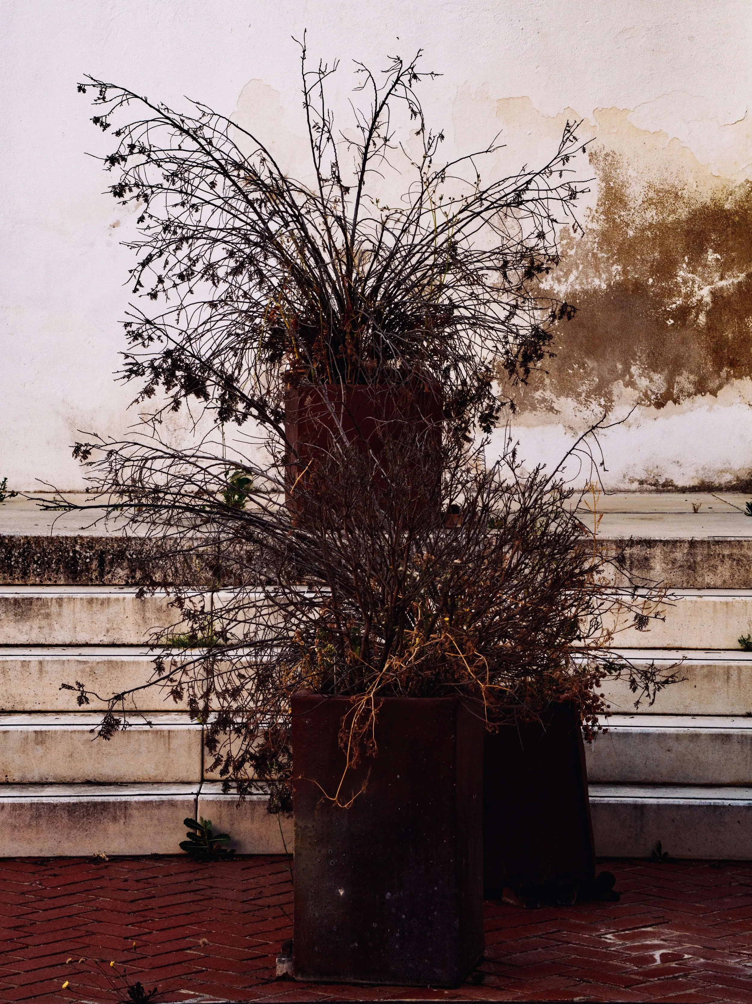 A large potted plant with dry, leafless branches in front of a white wall with brown stains and horizontal lines. The plant is on a brick surface.