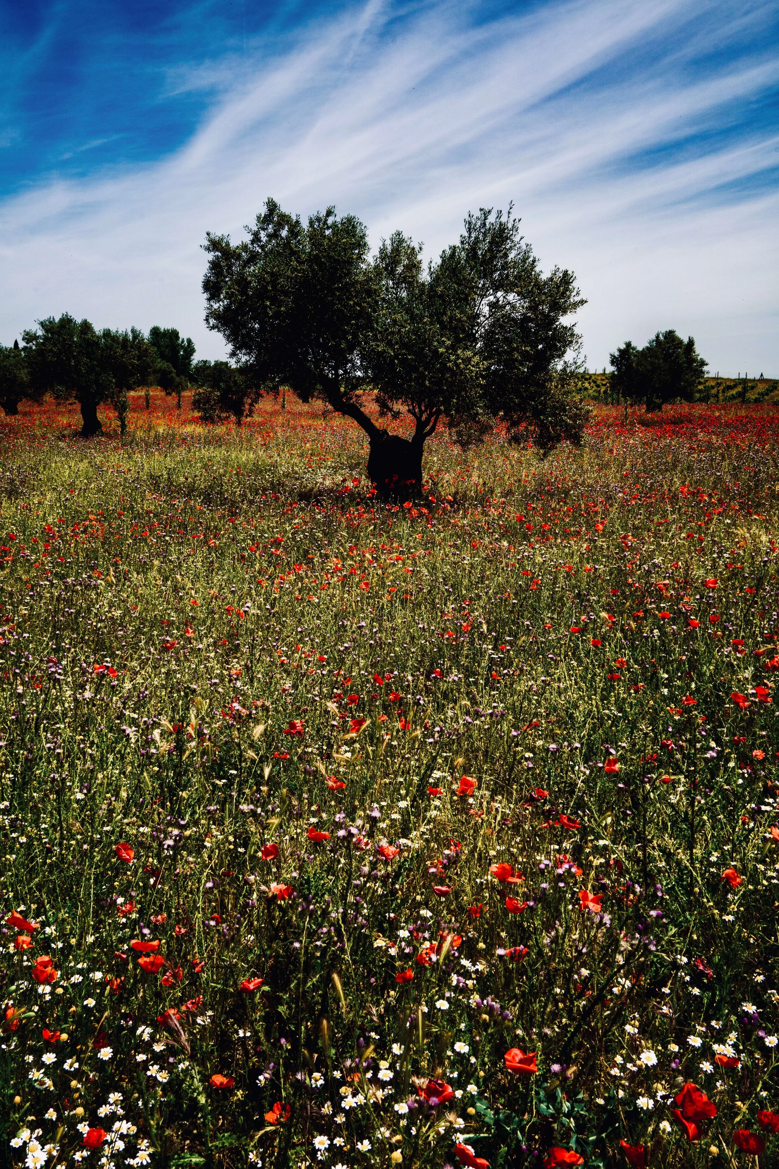 abba Las Viñas Tiedra