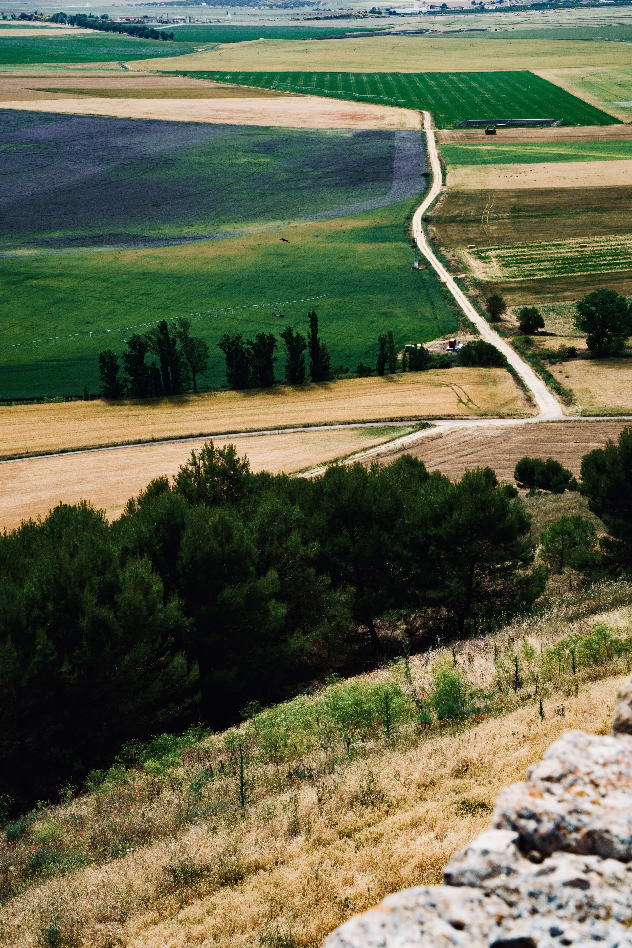 Campo de lentejas