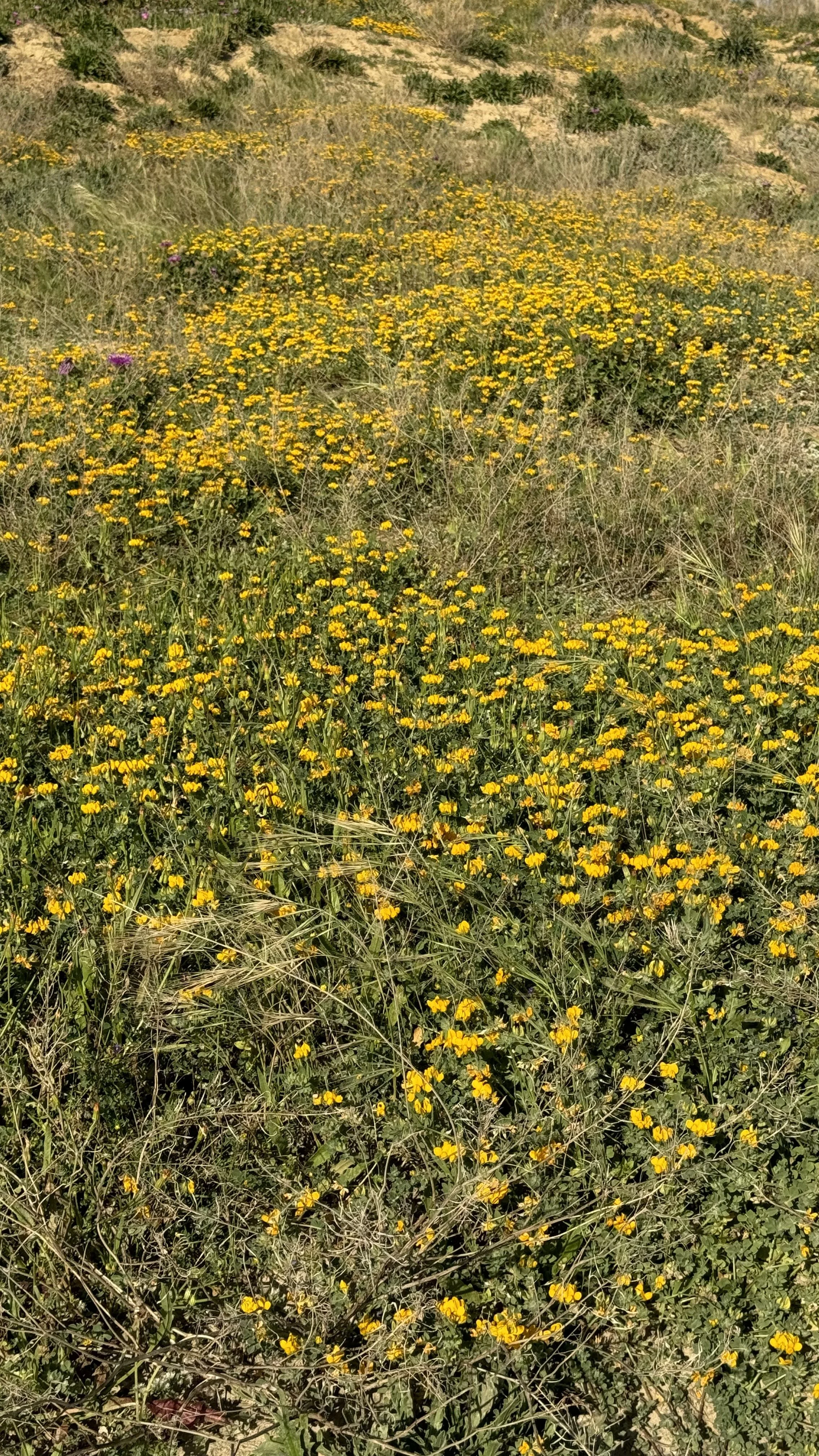 IMG_1452.jpeg