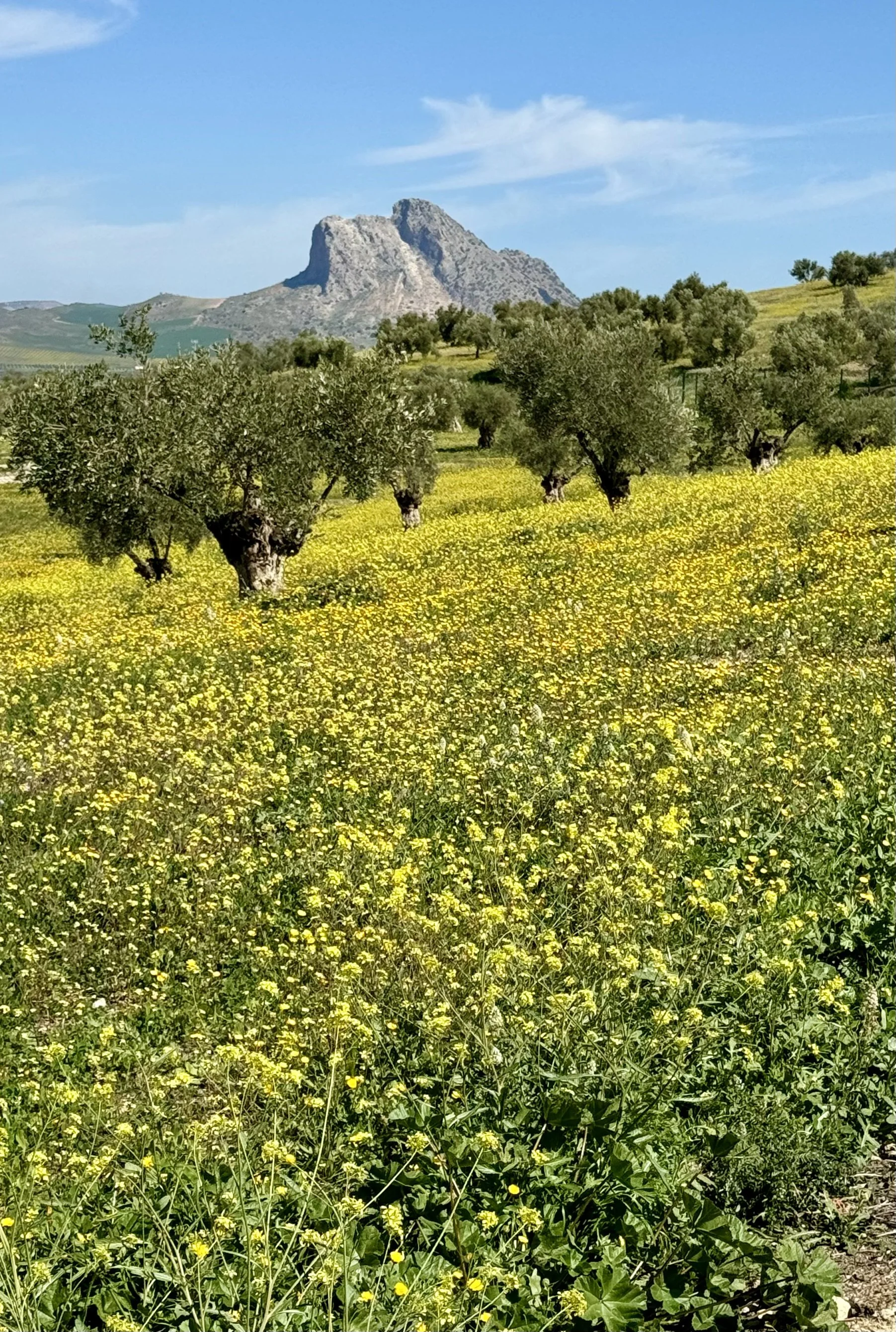 IMG_0996.jpeg