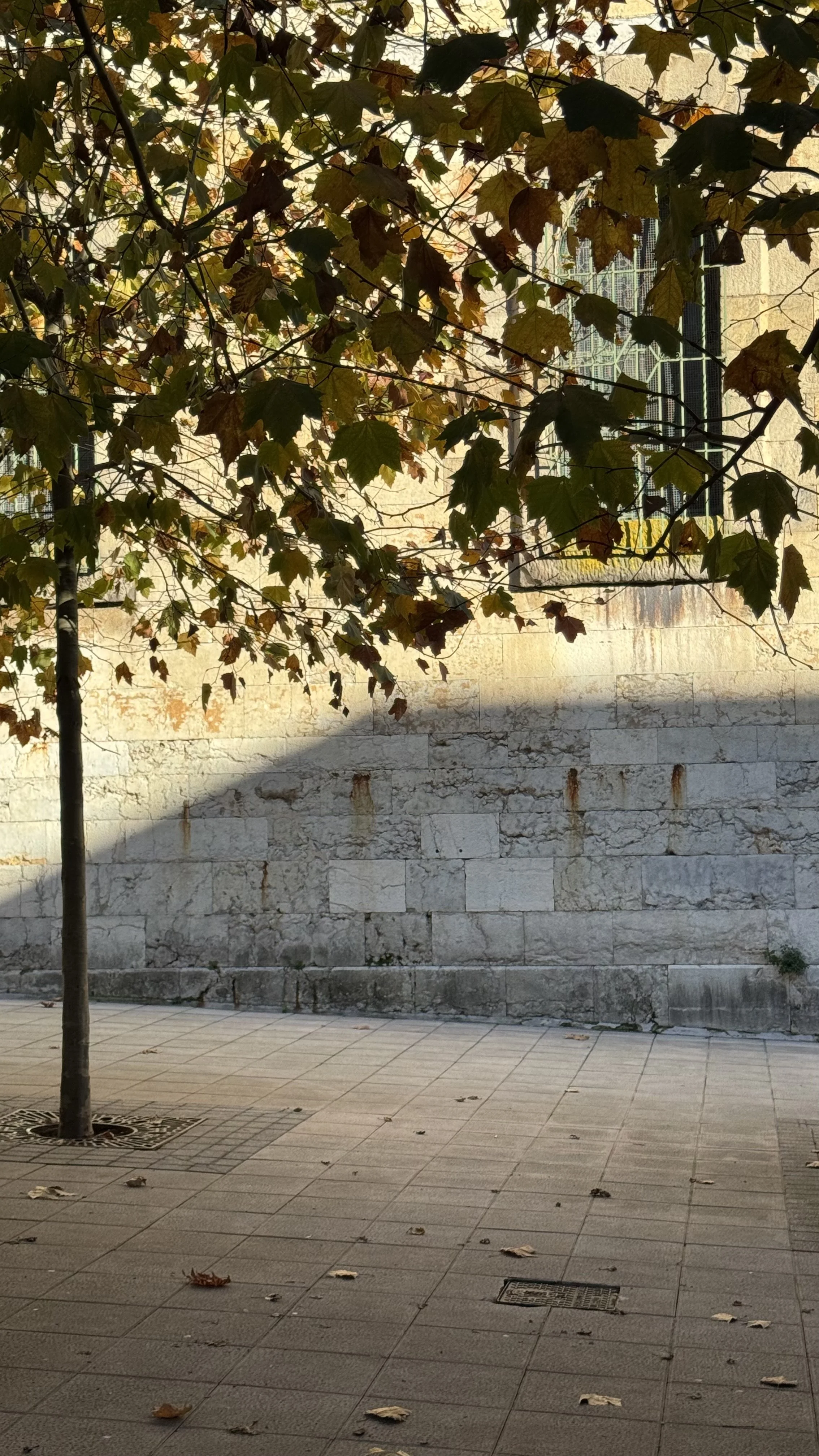IMG_4956.jpeg