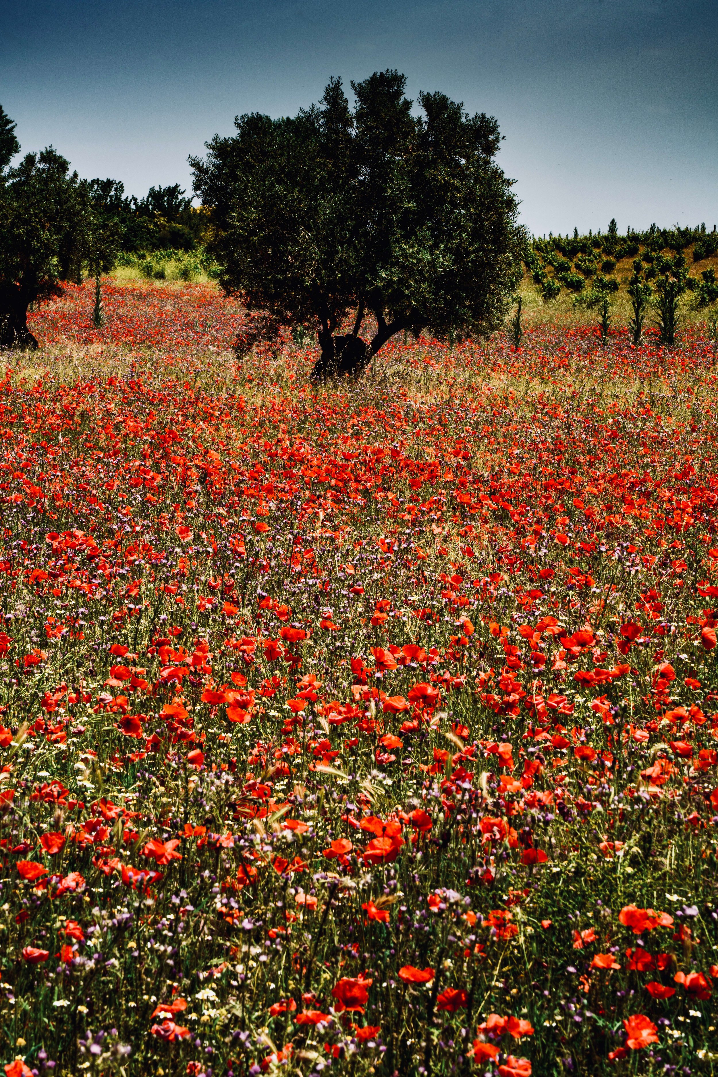 abba Las Viñas Tiedra