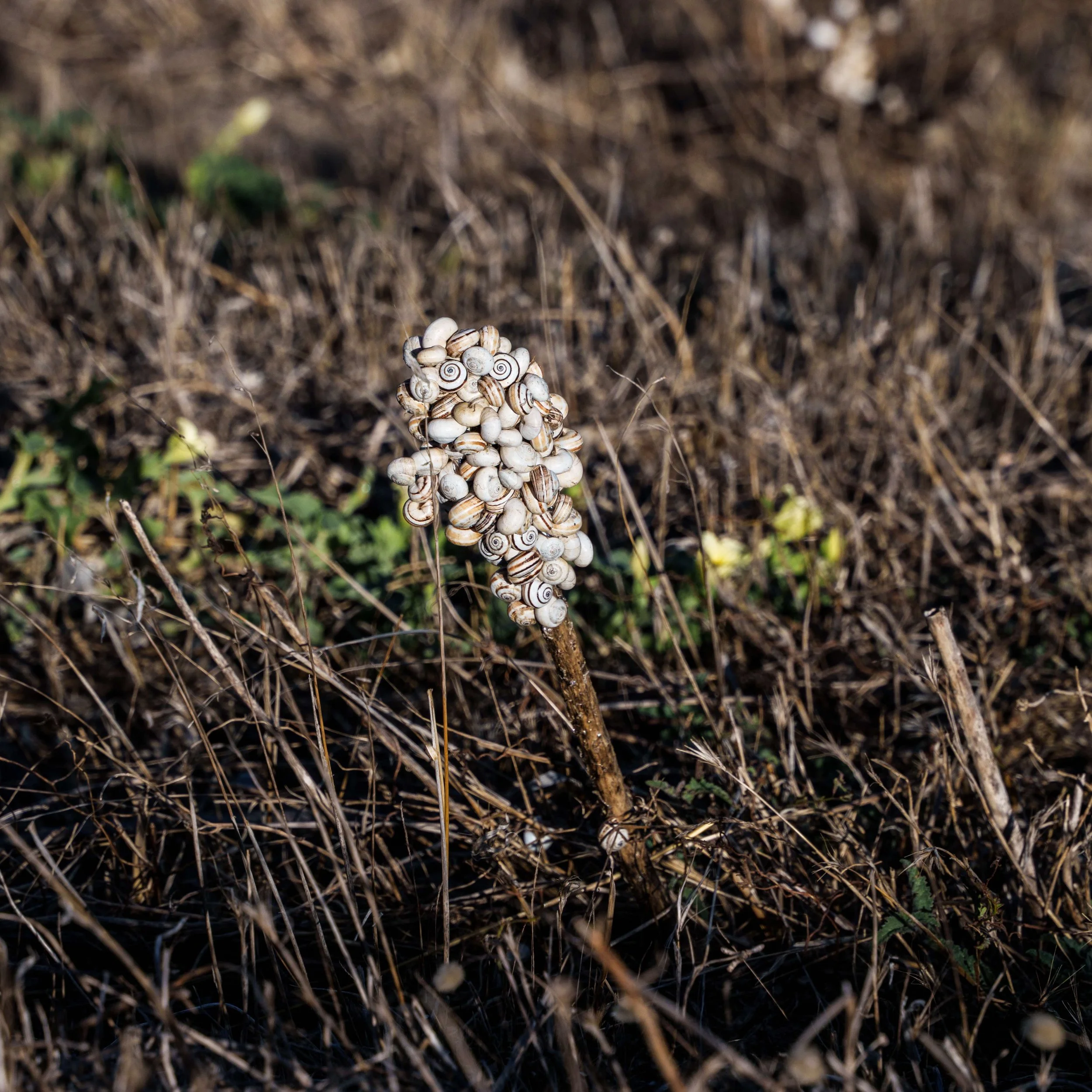 DSC00031.jpg