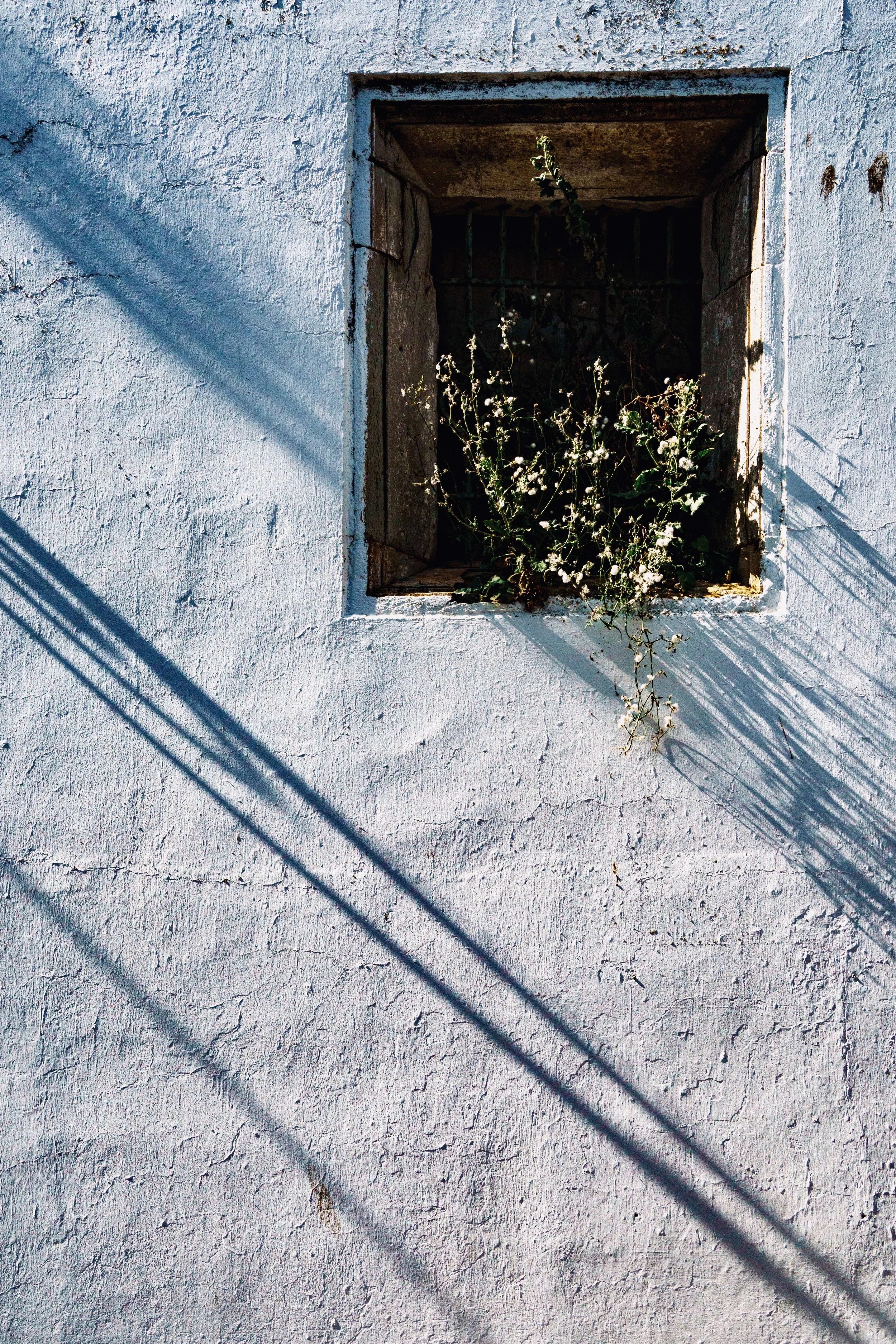 A white textured wall with an open window featuring a rusted frame and a mesh grid. Inside the window, there are overgrown plants with white flowers. Shadows of the window bars are cast onto the wall.