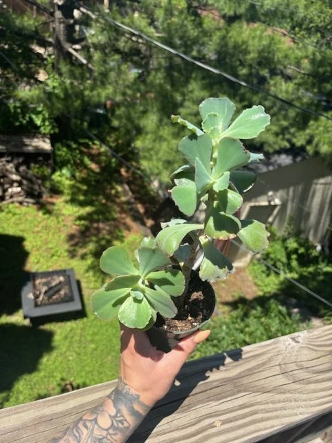 Succulent Echeveria 'Takasago No Okina' Variety