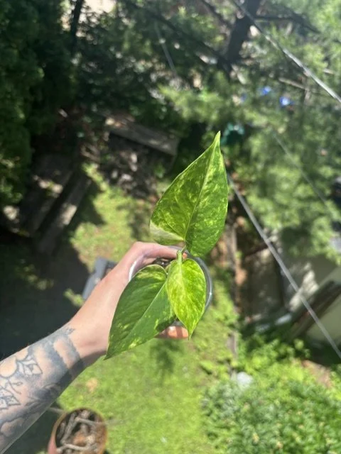 Golden Pothos