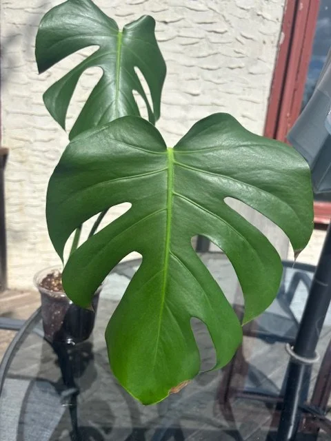 Monstera Deliciosa