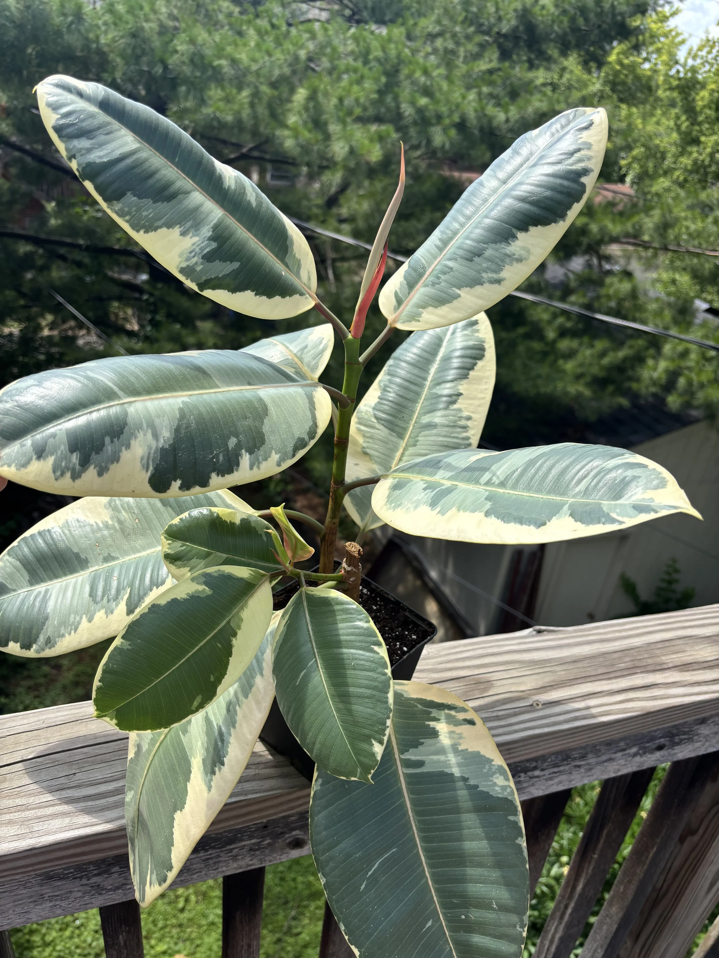 Rubber Ficus Tree