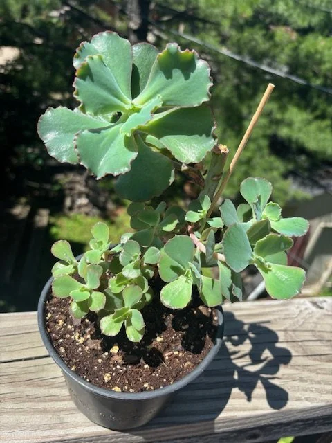 Succulent Echeveria 'Takasago No Okina' Variety