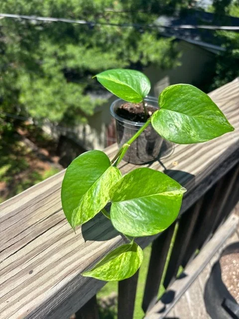 Marble Snow Queen Pothos