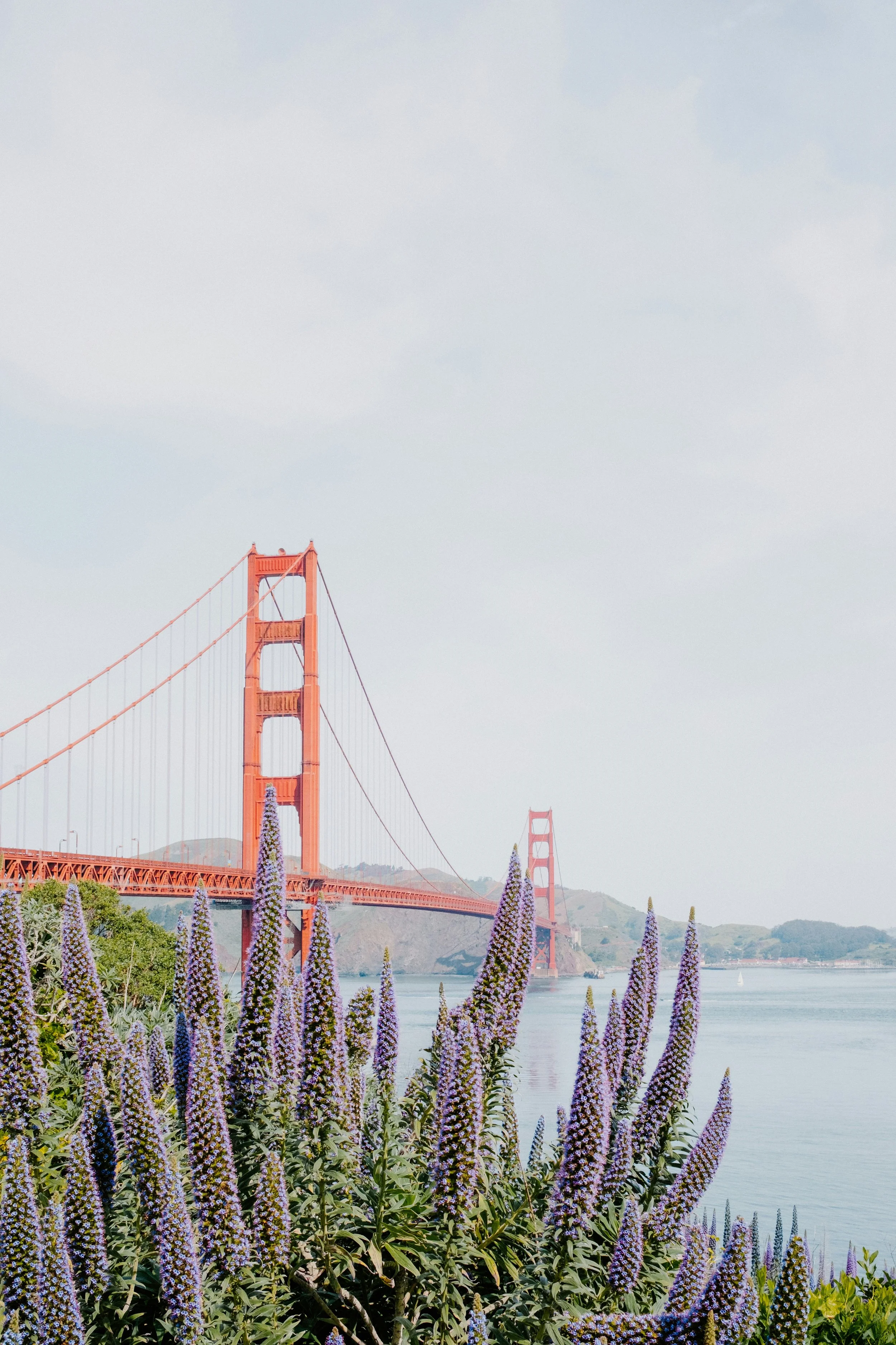A picture of Golden Gate Bridge with purple flowers in the foreground
