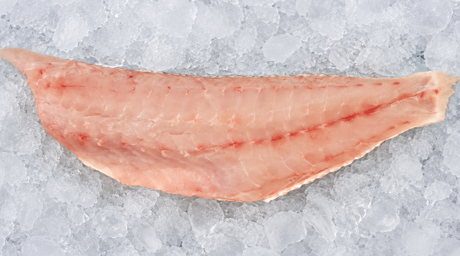 Golden Tilefish - COMING SOON