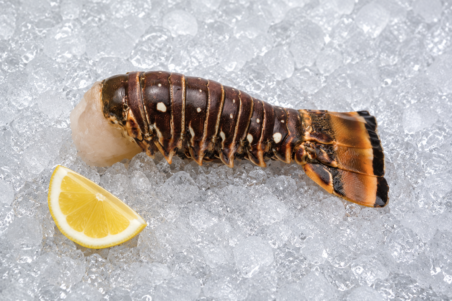 Rock Lobster Tail (10-12 OZ.) - COMING SOON