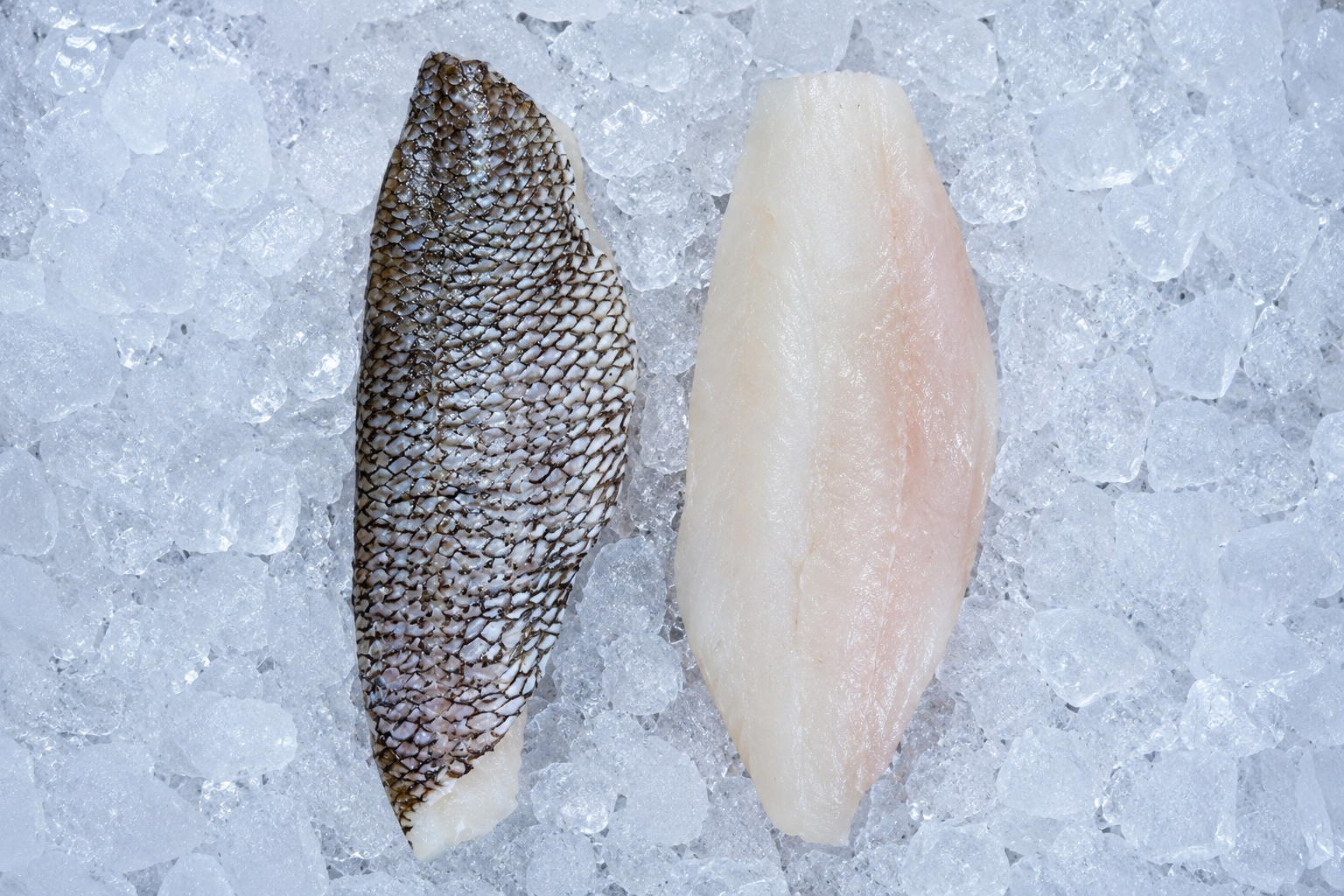 Black Sea Bass - $27.95 SOLD OUT

Locally caught NC coast. Always caught fresh same week!
