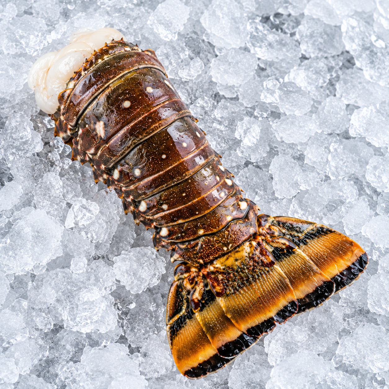 Rock Lobster Tail (10-12+ OZ.) - $29.95 

Typically sourced from the Carribean, from Florida down to central america. Sometimes we catch them locally in the Carolinas as well. 