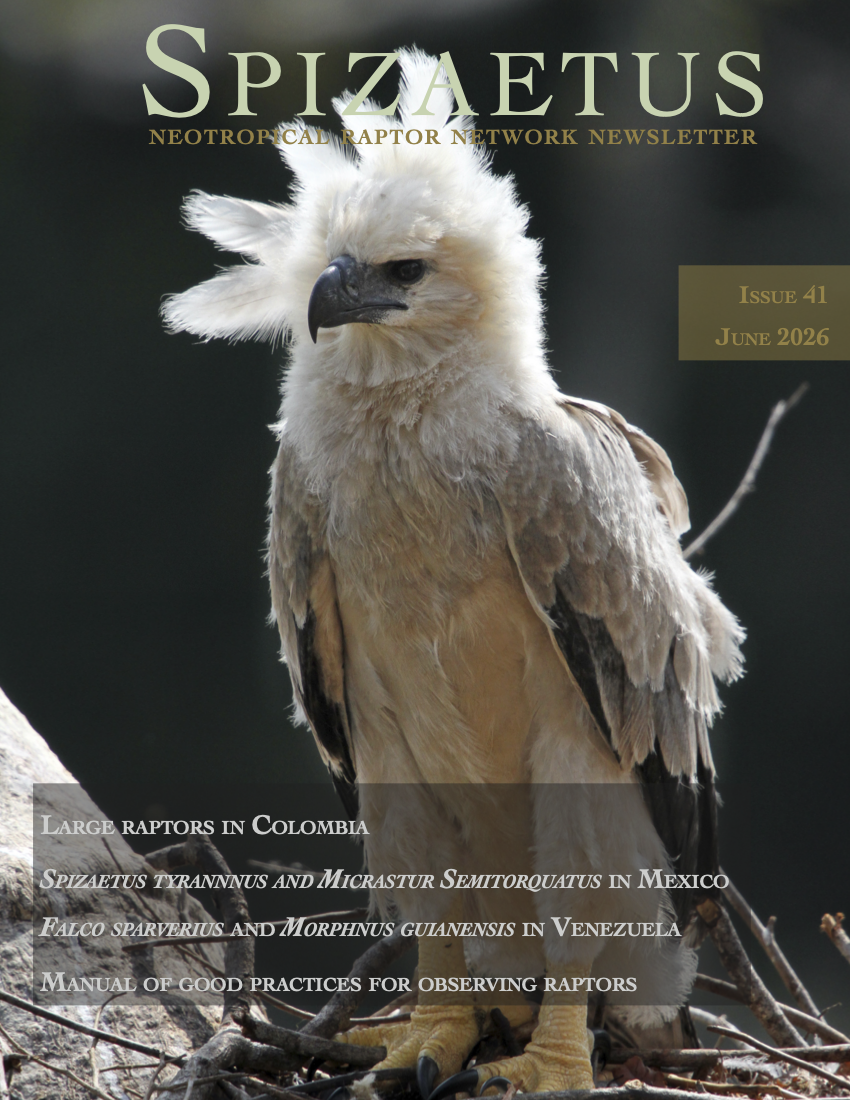 Spizaetus #41 — June 2026